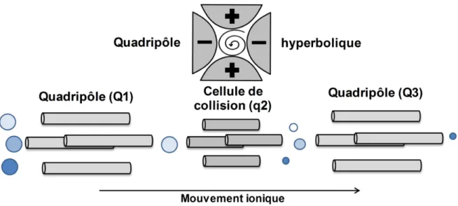 Figure 1-9. Schématisation d’un triple quadripôle et le fonctionnement du mode d’acquisition  SRM