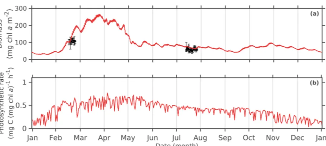 Figure 6. Seasonal cycle of the 2008 (a) simulated total MPB biomass (mg Chl am −2 ) and (b) simulated mass-specific photosynthetic rate (mg C (mg Chl a) −1 h −1 ) averaged during daytime low tides