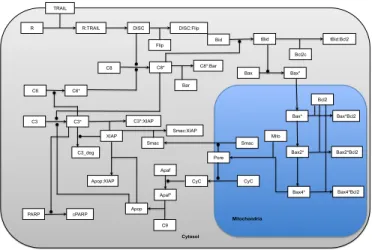 Fig. 3. Apoptosis pathway