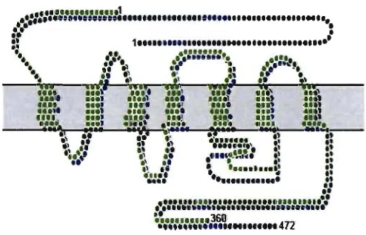 Figure 4.  CBI  and  CB2  receptors Structures 