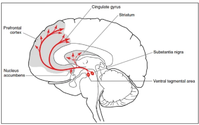 Figure n°11 : Projections dopaminergiques au prosencéphale. Voici illustré les projections  de l’aire tegmentaire ventrale au noyau accumbens et au cortex préfrontal ainsi que les  projections de la substance noire au striatum dorsal (le caudé, le putamen 
