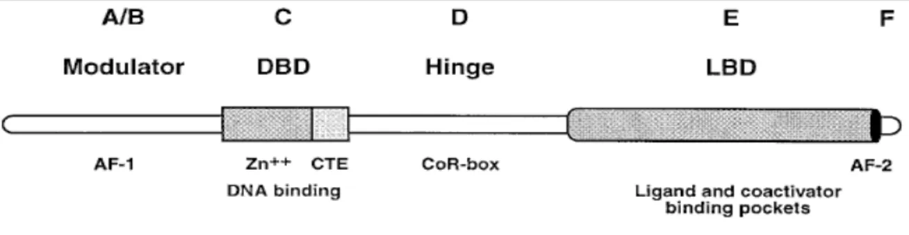 Figure n°2 : Anatomie des récepteurs nucléaires. Les récepteurs nucléaires sont composés  de domaines fonctionnels indépendants qui incluent le DBD et le LBD, leur fonction  principale est de reconnaitre des séquences spécifiques d’ADN et de ligands  respe