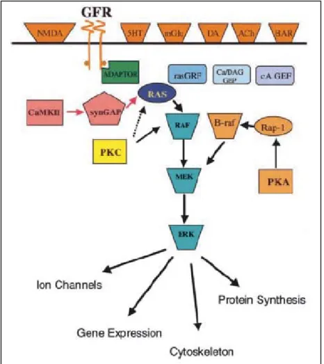 Figure n°10 : Signalisation des extracellular signal-regulated kinase (ERK) dans les  neurones