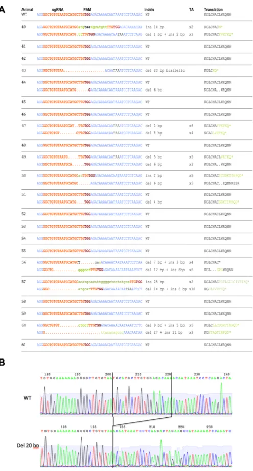 Fig 3. Sequence analysis of lambs ’ MSTN exon 1. The same DNAs analyzed in Fig 2 were PCR amplified and the amplicons directly sequenced