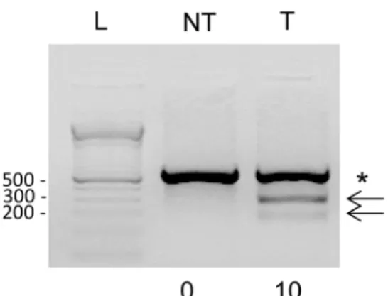 Fig 1. CRISPR-Cas9 genome editing activity in transfected ovine cells. A) Exon 1 of the ovine MSTN gene