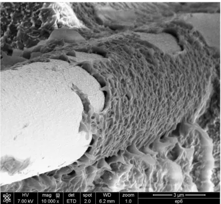 Figure 6. SEM image of fracture surface (debonding zone (a) and matrix plasticity (b)).