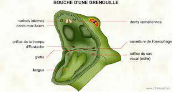 Figure 8: la bouche d'une grenouille (Bernard Dery , 2016)