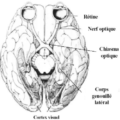 Figure 1 : projections rétiniennes vers le corps genouillé latéral, puis le cortex strié (Fuchs, 2006) 
