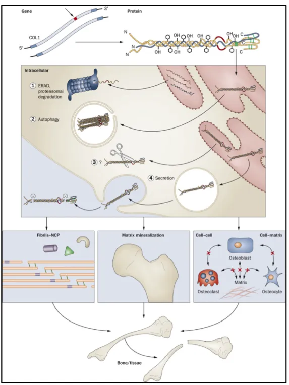 Figure 1: Mechanisms contributing to autosomal dominant osteogenesis imperfecta bone dysplasia: from mutant 