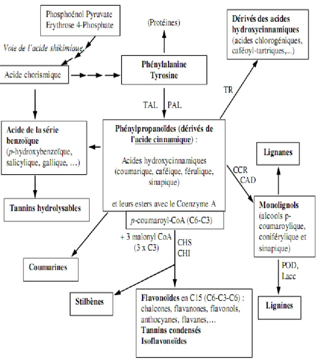Figure 09: Représentation simplifiée de la voie de biosynthèse des polyphénols végétaux  (Macheix et al ., 2005)