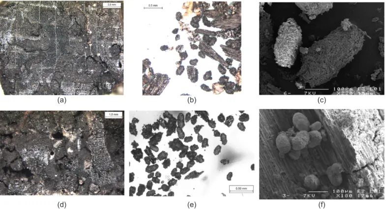 Figure 5. Example of a beech wood sample infested with numerous galleries A.punctatum, M