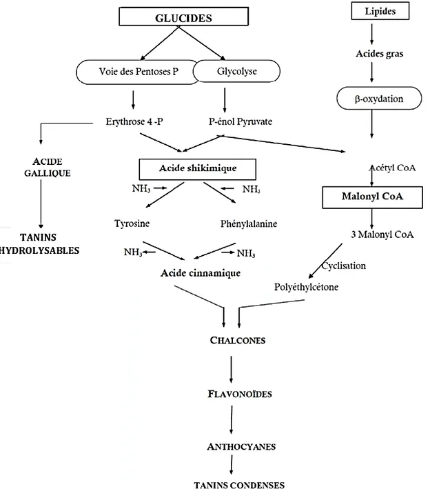 Figure N° 02 : Représentation des voies de biosynthèse des polyphénols (Akroum, 2011)  II.2