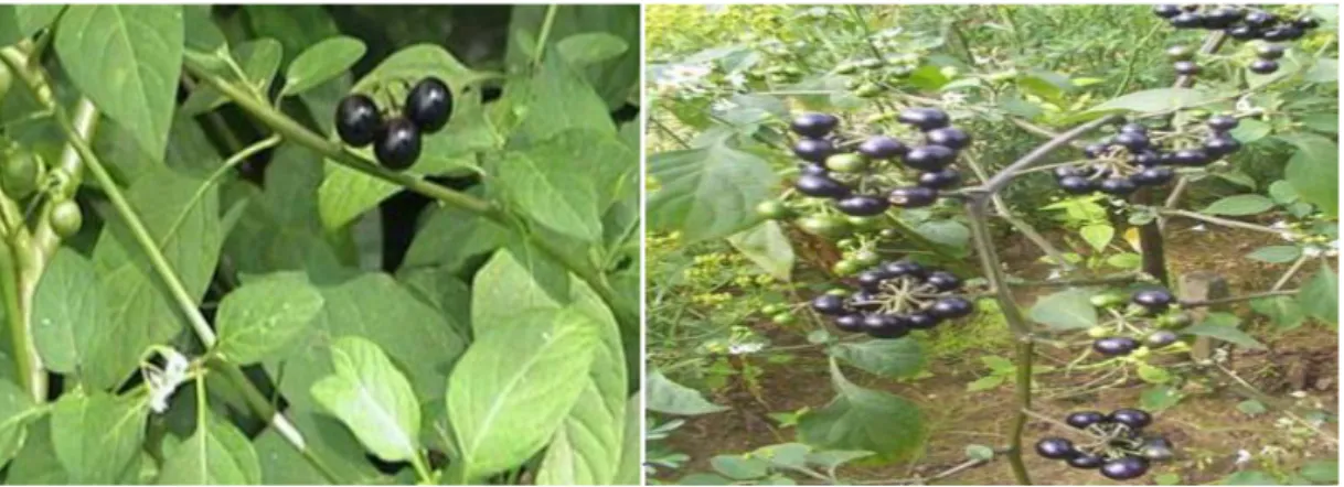 Figure 09: image est  présenté la plante Solanum nigrum L. (Ruby et al.,2012). 