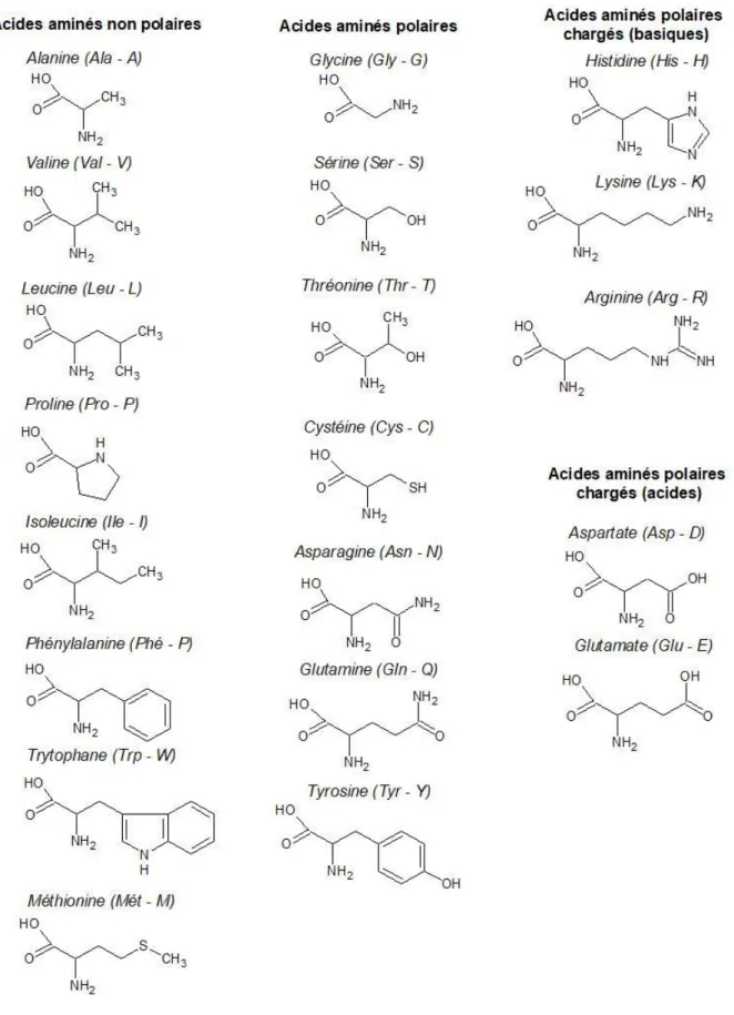 Figure I.11 : Représentation de la structure chimique des différents acides aminés [72]