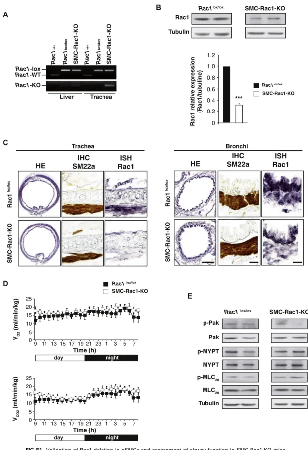 FIG E1. Validation of Rac1 deletion in aSMCs and assessment of airway function in SMC-Rac1-KO mice.