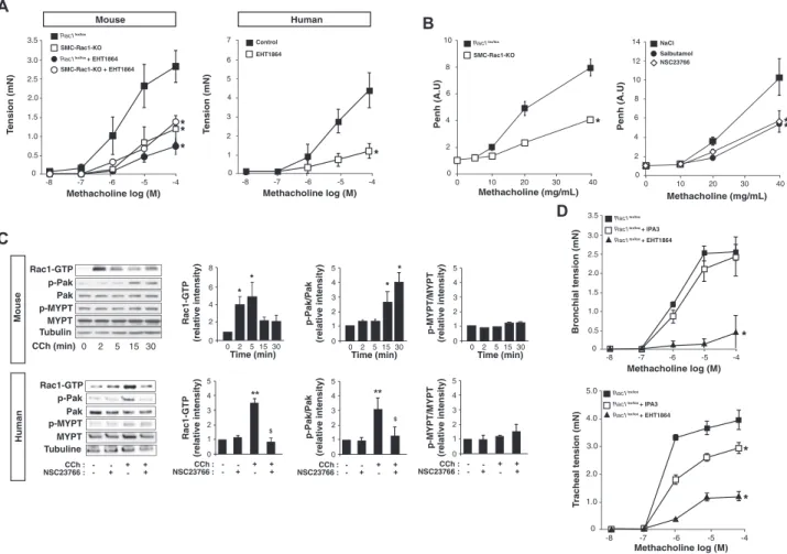 FIG 1. Rac1 controls human and murine aSMC contraction. A, Contractile responses to methacholine in bronchi from control (Rac1 lox/lox ) and SMC-Rac1-KO mice (n 5 5-7) and humans (n 5 5)