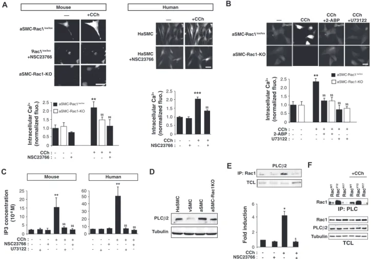 FIG 2. Rac1 interacts with PLCb2 to modulate IP 3 production and intracellular Ca 21 concentration in aSMCs.
