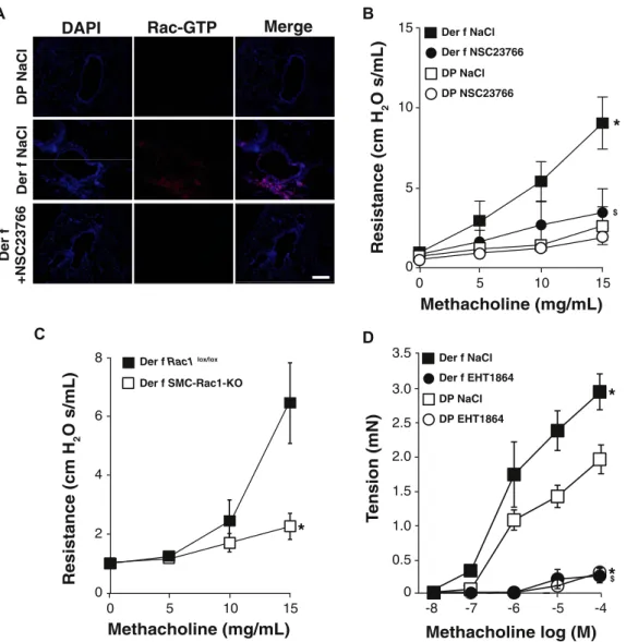 FIG 3. AHR is dependent of Rac1 activity in murine allergic asthma model. A, Representative images of Rac1-GTP immunofluorescence in lung sections from naive (DP) and Der f–sensitized (Der f) mice treated with NSC23766 or vehicle (NaCl) nebulization (n 5 5
