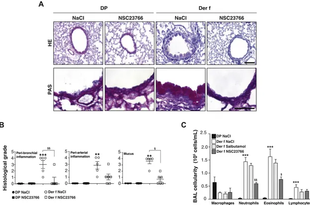 FIG 5. NSC23766 inhalations reduce pulmonary remodeling associated with allergic asthma