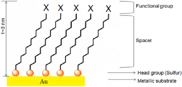 Figure 1.1. Schematic illustration of an -functionalized alkylthiolate SAM on gold. 