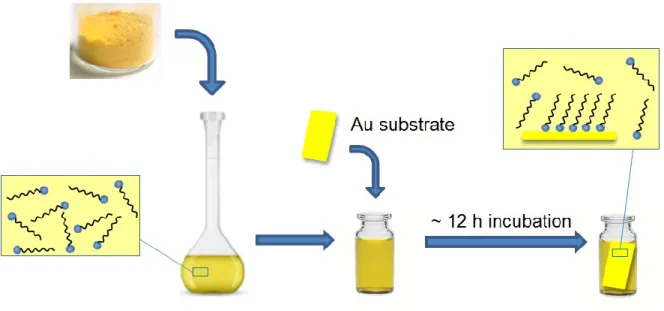 Figure 1.2. Illustration of the preparation of RSAu SAM modified Au surfaces. 