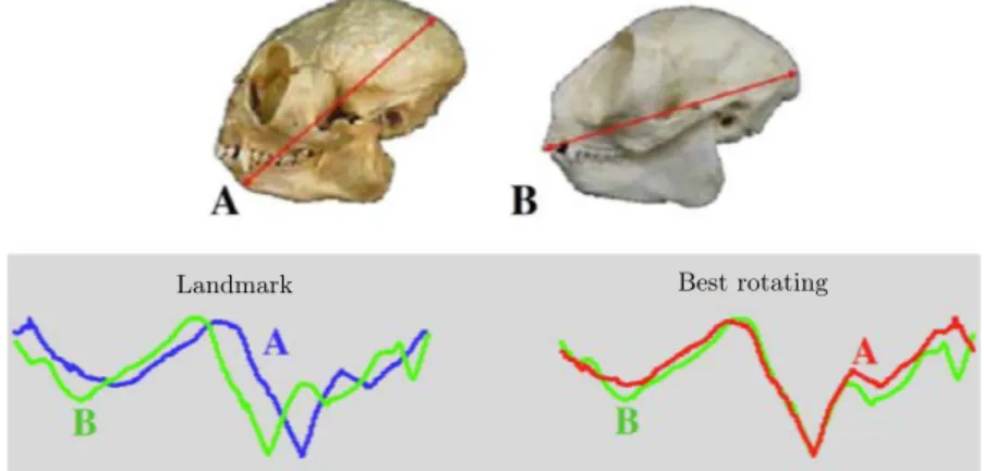 Figure 2.4 – Phase distortion: Two primate skulls (A and B) represented as a time series of its contour