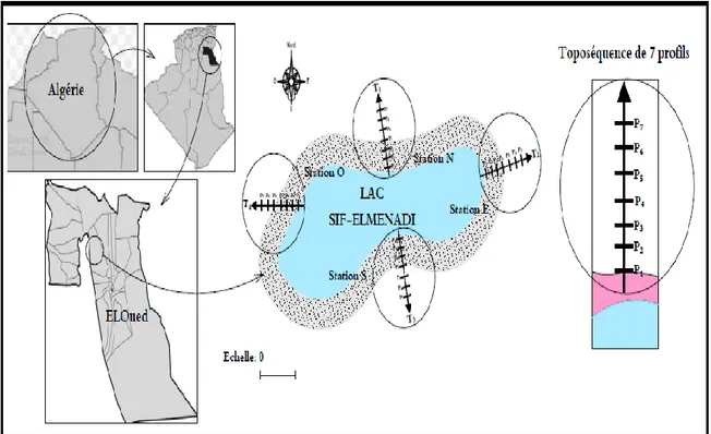 Figure 04 : Situation géographique du Lac Sif Lemnadi et localisation des quatre    toposéquences pédologiques