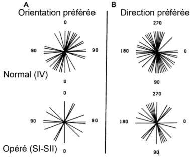 Figure 1.4 : Préférence a l’orientation chez les animaux normaux et re- re-câblés.  