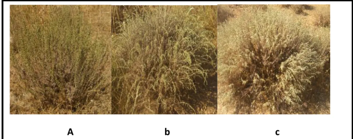 Fig. 1.Color polymorphism leaves; a- dark green; b- intermediate green; d- clear green The color on the surface of the limb after removal of trichoma (CFPL) (Fig.2) also presents a test  for  distinguishing  between  individuals  from  the  same  populatio
