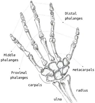 Fig. 2: Top view of simplified human hand kinematic model (22 DoFs). Note that the drawing does not aim to reproduce the real structure.