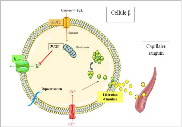 Figure 03: Mécanisme de libération de l’insuline de la cellule β (Nathalie, 2010). 