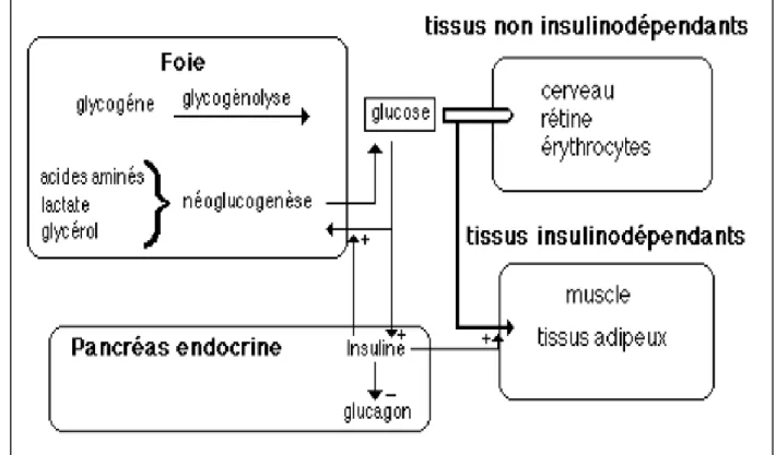 Figure 04: Mécanisme biochimique de l’action de l’insuline  ( Oberley, 1988). 