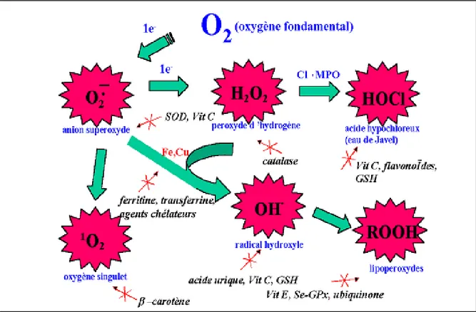 Figure 08: Régulation de la production d’espèces réactives de l’oxygène par les systèmes de  défenses antioxydants (Milbury et Richer, 2008)