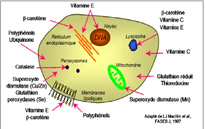 Figure 10: Schématisation des molécules intervenant dans les protections cellulaires (Atti, 2014).