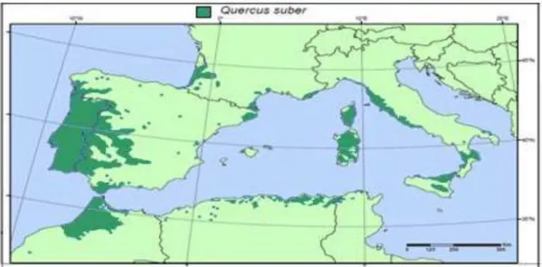 Figure 1 : Distribution naturelle de l’aire géographique du chêne liège (Dehane B        