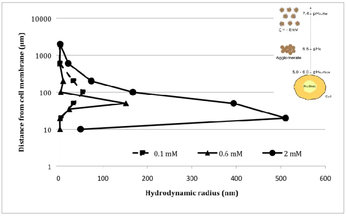 Fig.  7:  Particle  agglomeration  as  a  function  of  the  distance  to  cell.  Fluorescence  correlation  spectroscopy measurements  of the hydrodynamic radius  as  a function of the distance to  cell  membrane for different particle concentrations (0.1