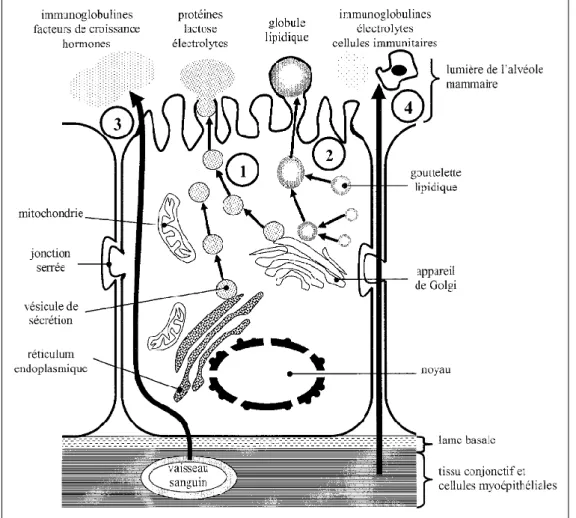 Figure 13 : structure d’une cellule épithéliale mammaire et mécanisme de sécrétion des  constituants du colostrum (DELOUIS et al., 2001) 