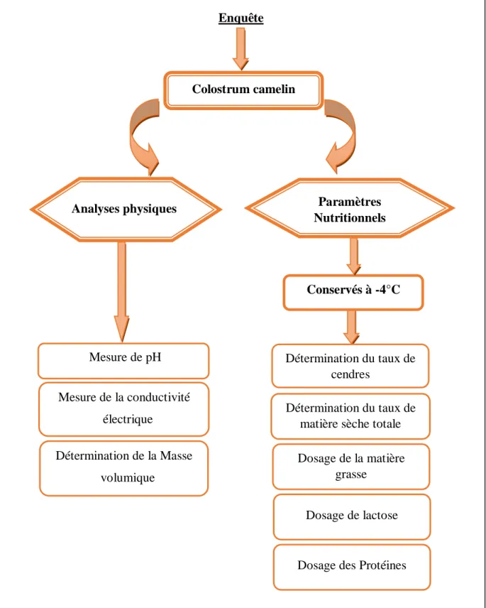 Figure 15 : Procédure expérimental Détermination de la Masse volumique Mesure de pH Mesure de la conductivité électrique  Dosage de lactose  Dosage de la matière grasse  Détermination du taux de matière sèche totale Détermination du taux de 