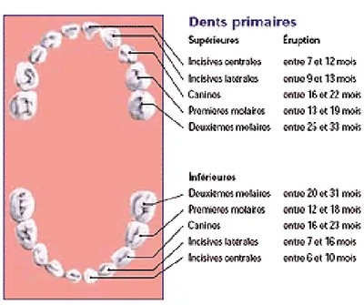 Figure 6.  Patron d’éruption des dents primaires (74) 