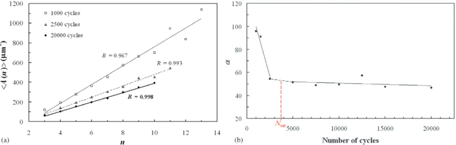 Figure 10. Applicability of Lewis’ law (test 5): (a) linear relation relating the average area ⟨ A(n) ⟩ of the cells to n, at different numbers of cycles; (b) evolution of the slope α versus number of cycles.