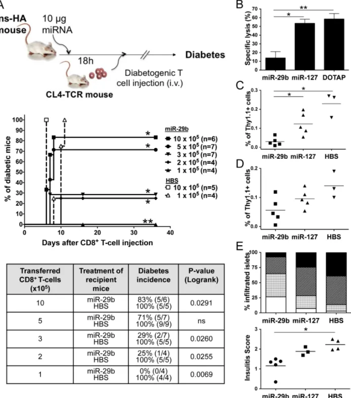 Figure 3. Systemic delivery of miR-29b protects against adoptive transfer of T1D in vivo 