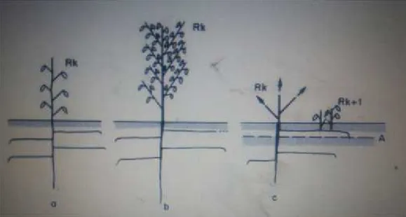 Figure I-1 : Schéma principale de structure et développement de La plante Moltkia ciliata