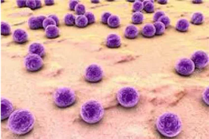 Figure II-12: Structure de Staphylococcus aureus.