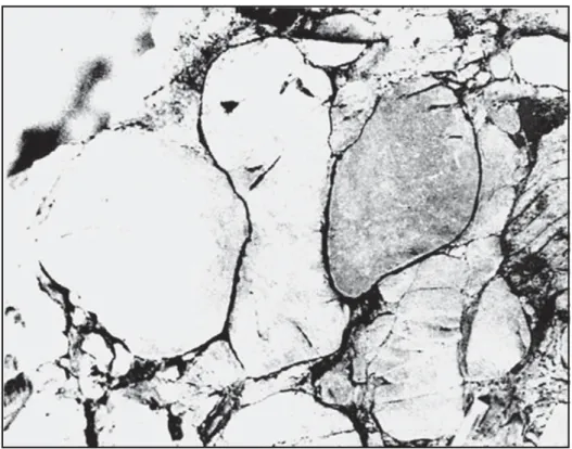Figure 3.2  Pitted quartzite pebbles. (Courtesy Mosher 1976)