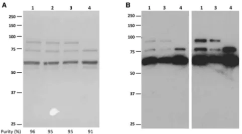 Figure 1. SDS-PAGE Analysis of AAV8-GFP Vector Preparations