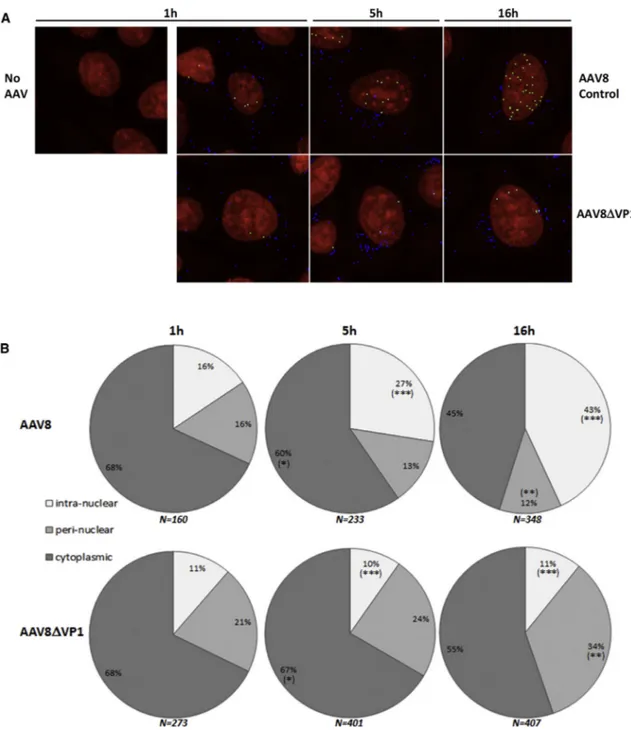 Figure 2. Immunofluorescence Analysis of Intracellular Localization of AAV8 Particles