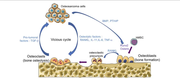 FiGURe 1 | The vicious cycle between tumor and bone cells during osteosarcoma development