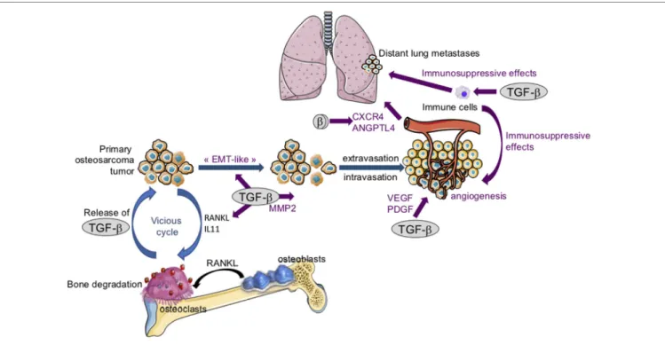 FiGURe 4 | The crucial role of transforming growth factor- β s (TGF- β s) in osteosarcoma tumor growth and metastatic dissemination