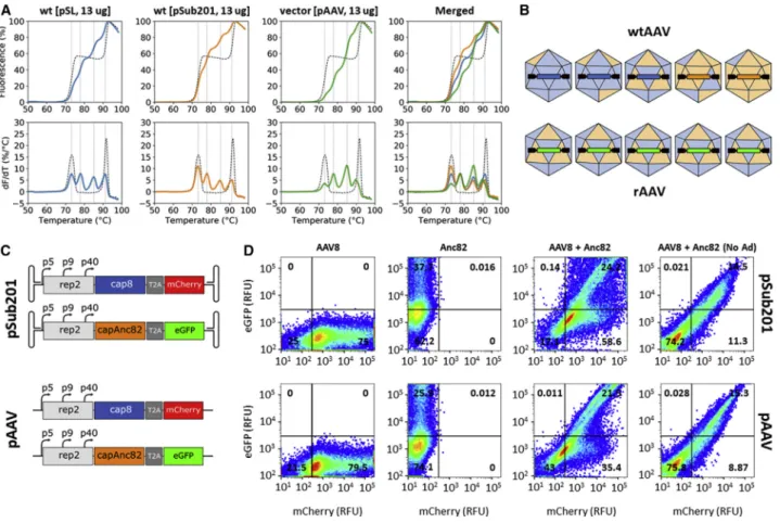 Figure 6. Capsid Mosaic Homogeneity in a WT and Recombinant Production Context