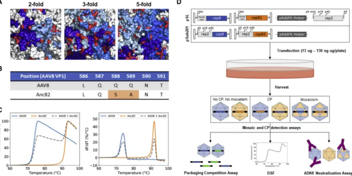 Figure 1. Presentation of the AAV8/Anc82 Experimental Design Used to Study Capsid Mosaic Formation and Cross-Packaging